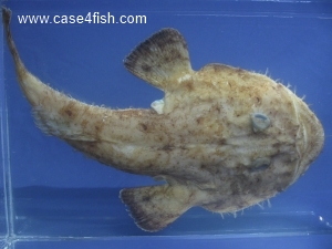 Foto Galerie/Lophiiformes/Lophius piscatorius/Lophius piscatorius_03_S.jpg